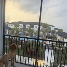 a dog looking outside